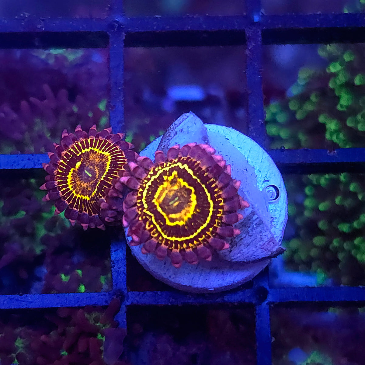 Stratosphere Zoa 2p