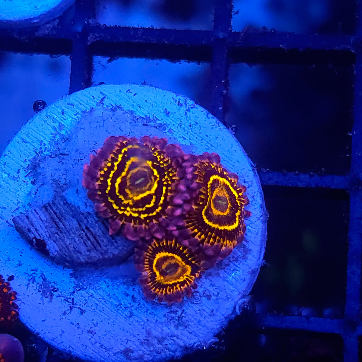Stratosphere Zoa 3p
