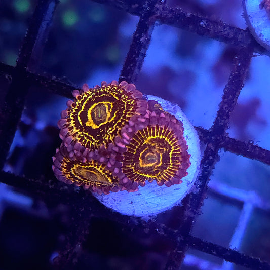 Stratosphere Zoa 4p