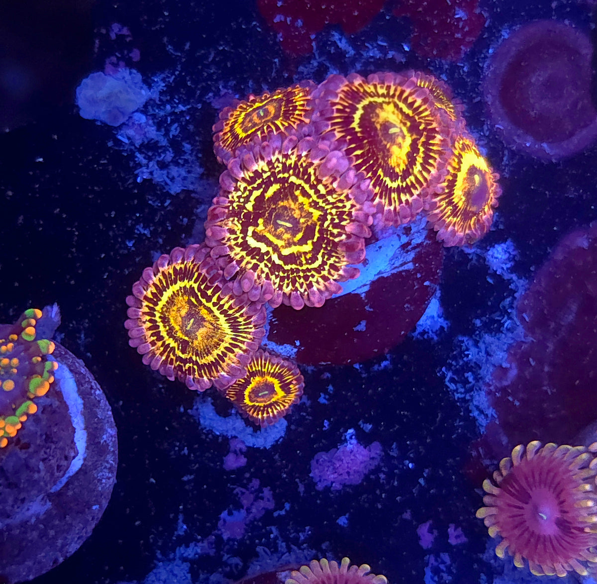 Stratosphere Zoa 7p