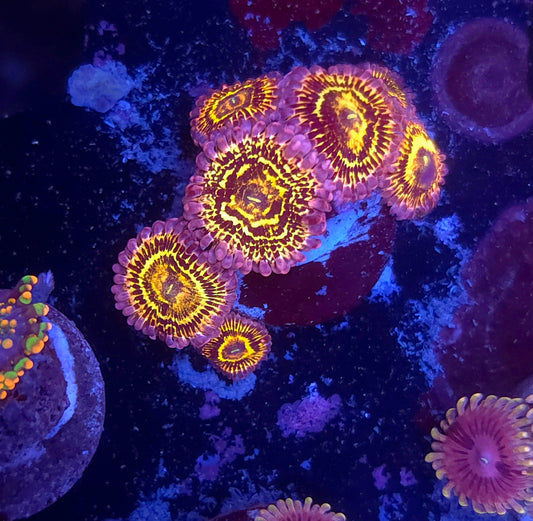 Stratosphere Zoa 7p