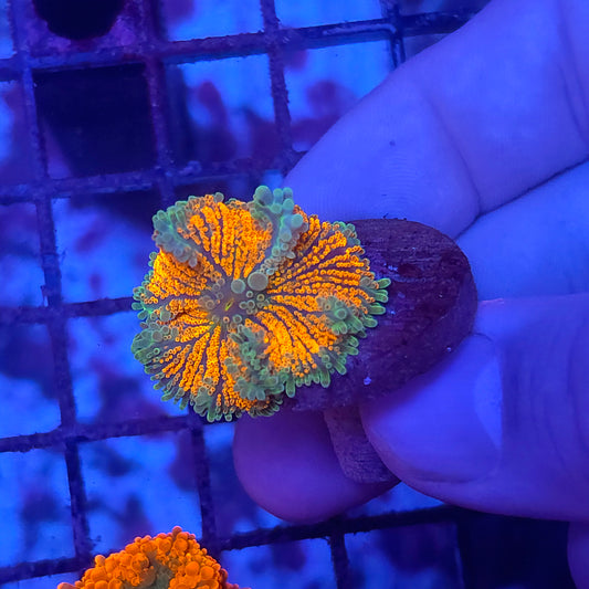 Tangerine Dream Yuma (Video in pics)