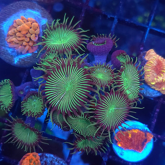 Toxic Palys