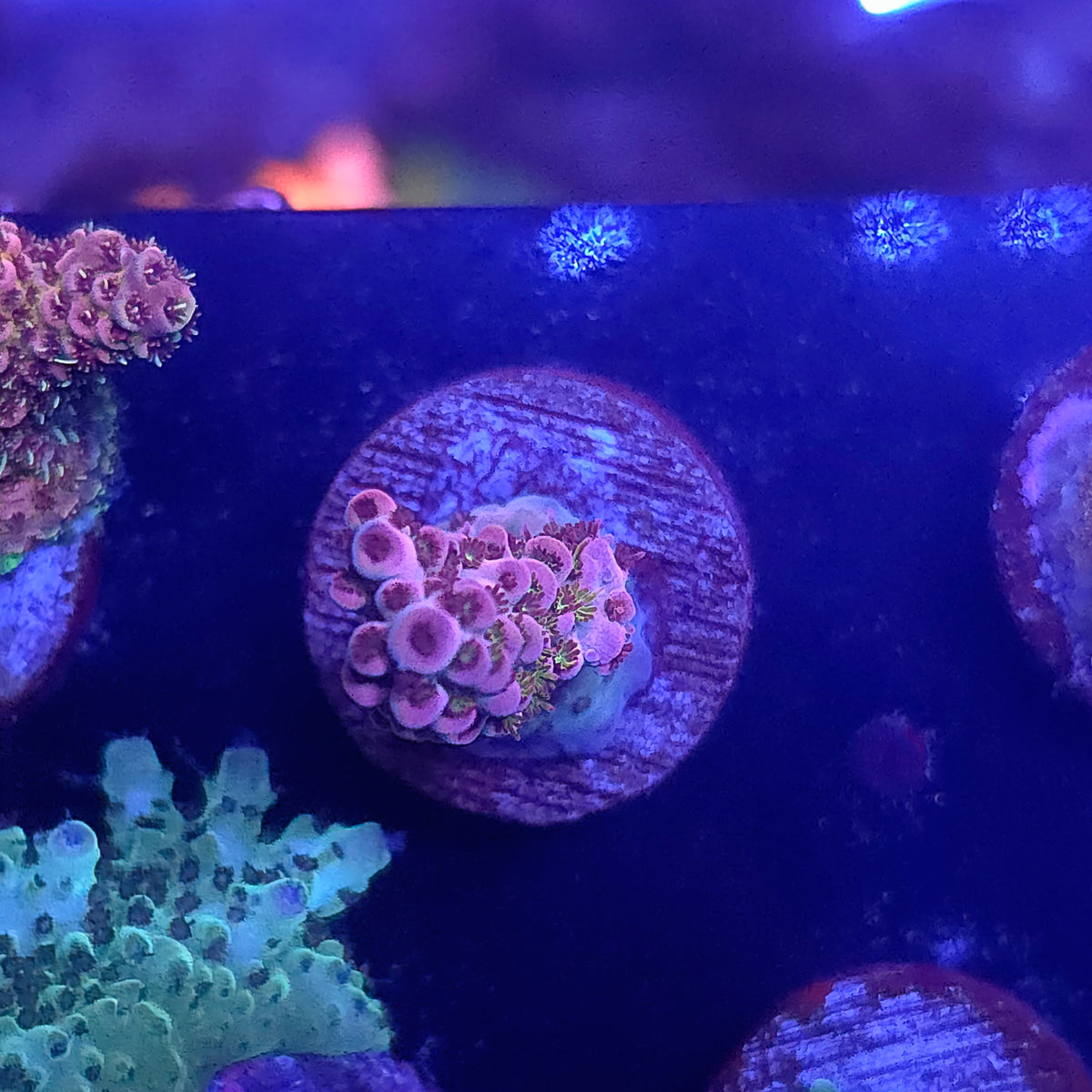 Unknown Acro
