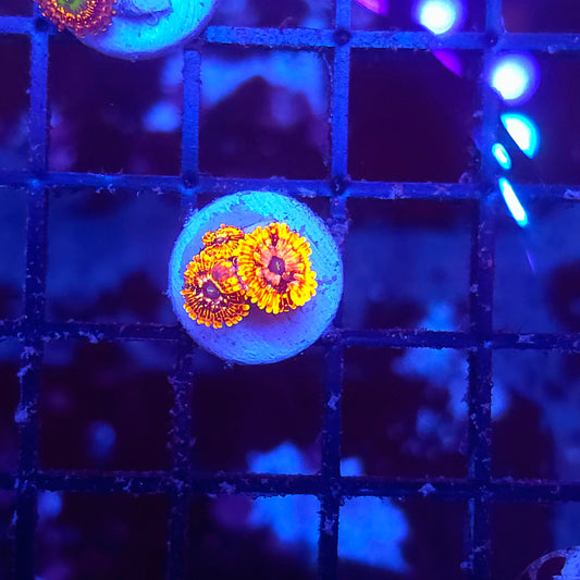 Utter Chaos Zoa 3p