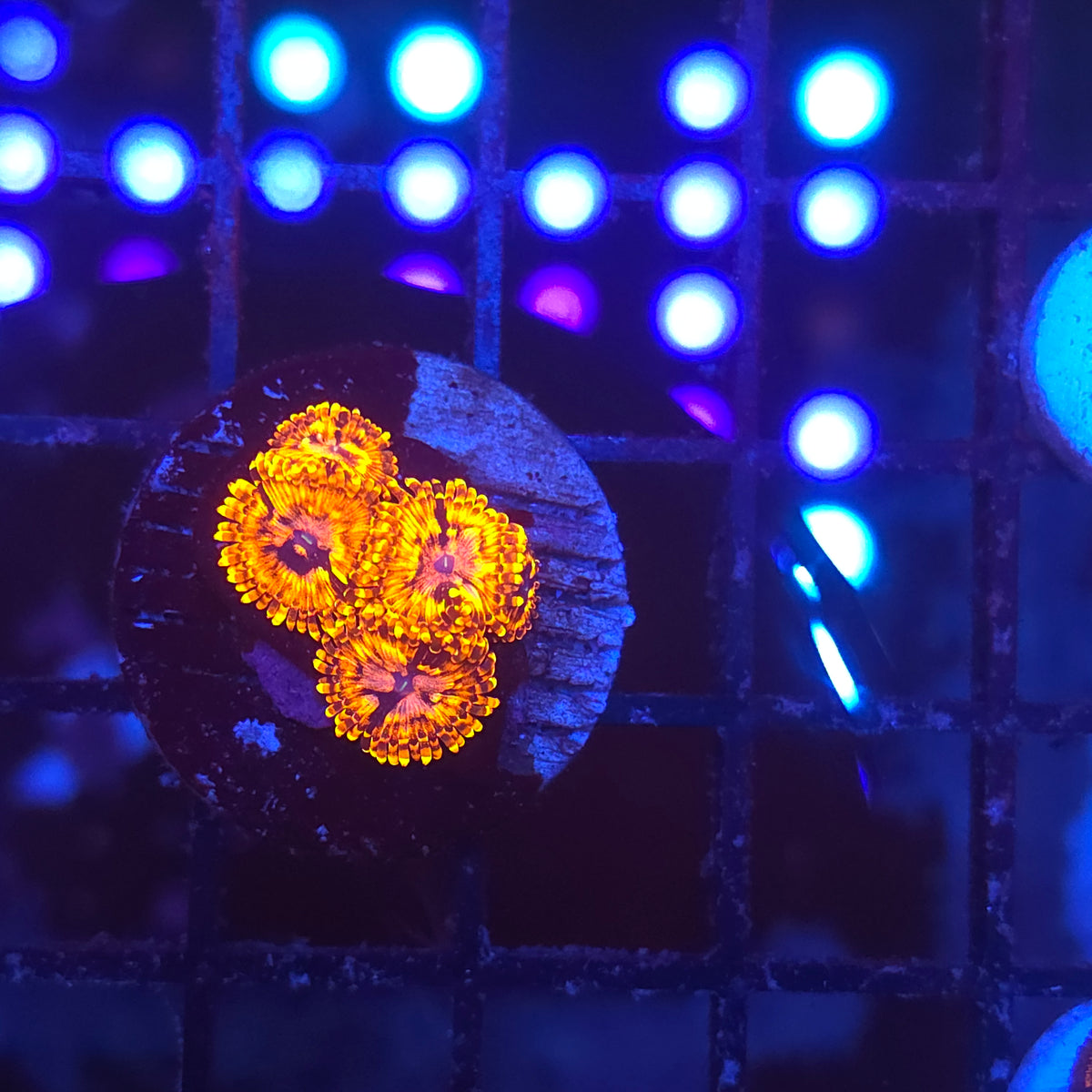 Utter Chaos Zoa 4p