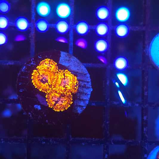 Utter Chaos Zoa 4p