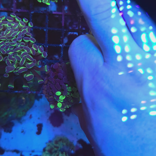 2 Face Toxic Splatter Hammer Splitting (Video in pics)