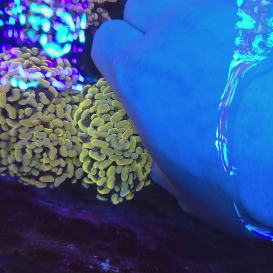 Bright Ultra Gold Hammer Mini Colony (Video in pics)