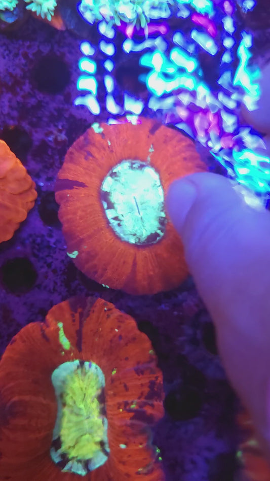 Red Multicolor Wellso (Video in pics)