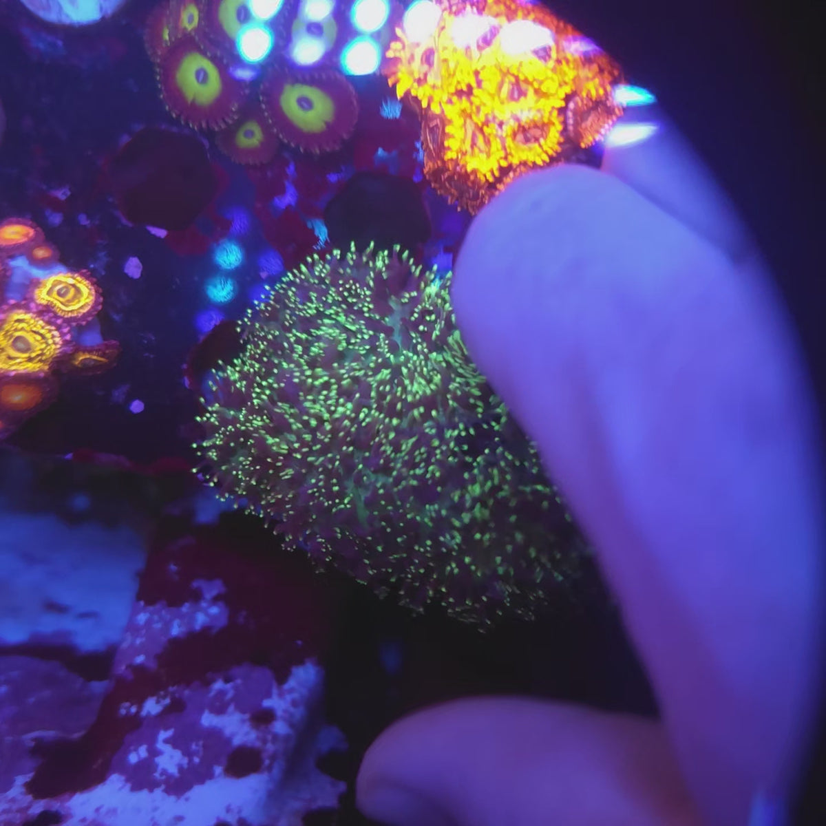 Green Hairy Mushroom Mini Colony (Video in pics)