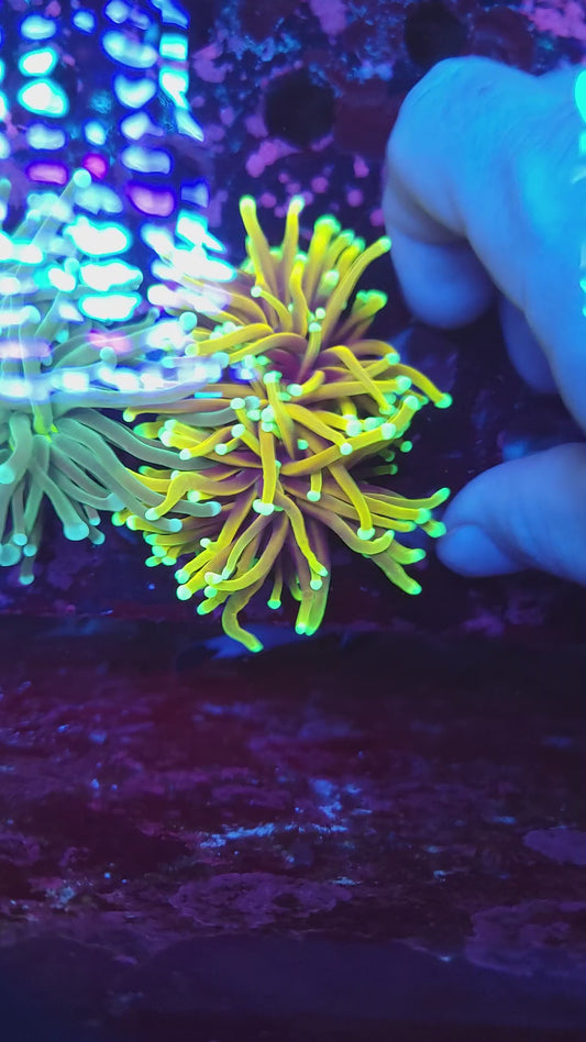 Super Bright Hellfire Torch Double (Video in pics)