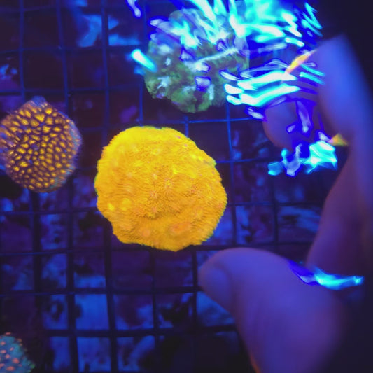 OG Mummy Eye Chalice Bright XL Frag (Video in pics)