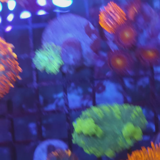 Biohazard Bounce Mushroom (Video in pics)