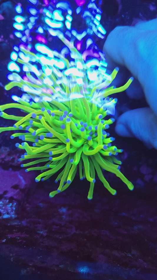 Fat Head Ultra Holy Grail Torch Splitting (Video in pics)