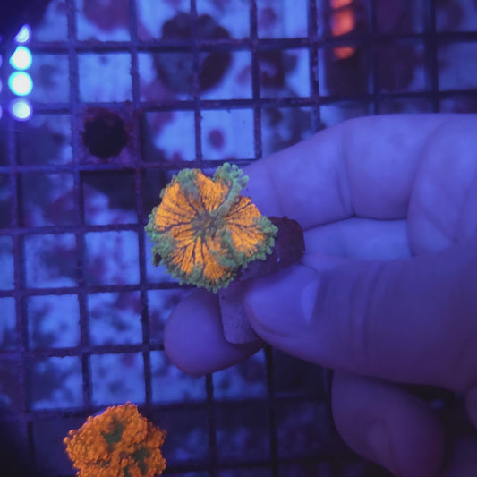 Tangerine Dream Yuma (Video in pics)