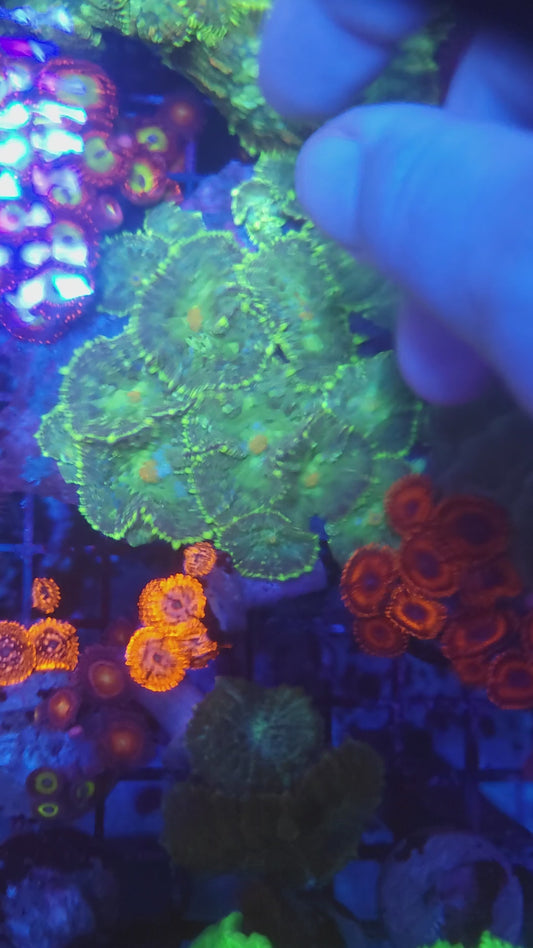 Large Orange and Green Splatter Mushroom Colony Rock