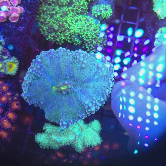 XL Blue Lagoon Yuma (Video in pics)