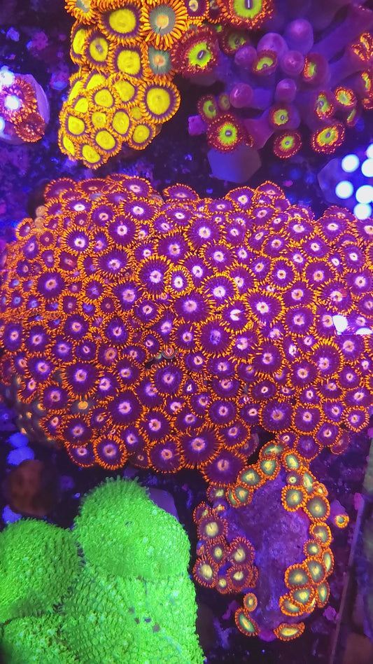 XXL Flame Skirt Zoa Colony (Video in pics)