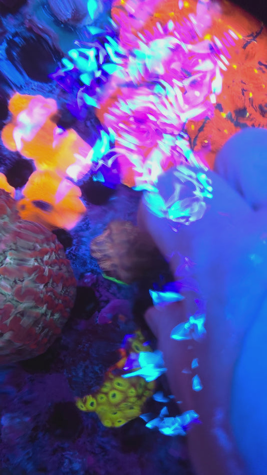 Grownout Glitter Rainbow Favia