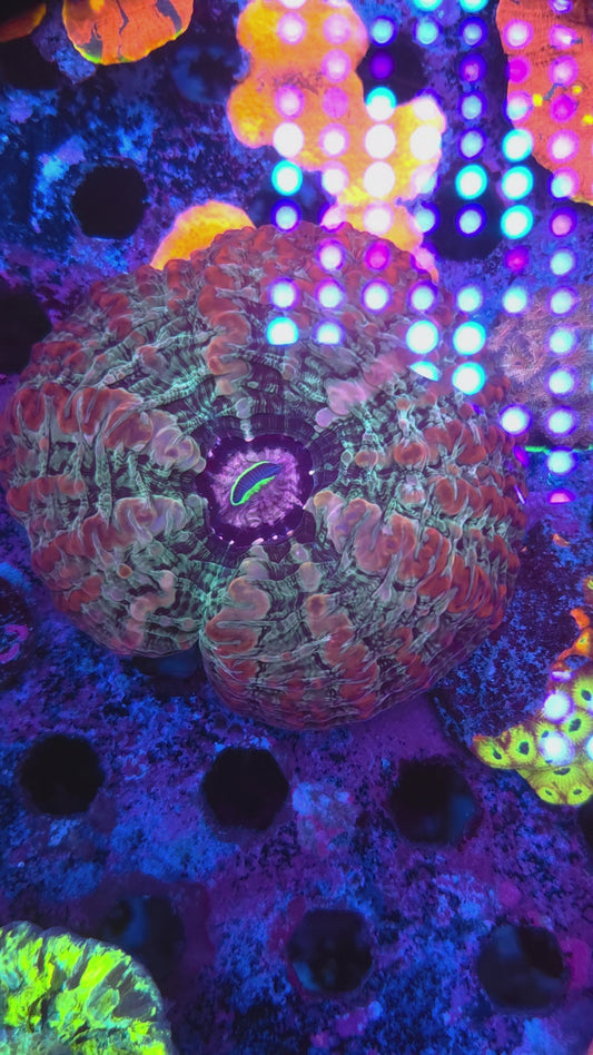 Rainbow Indophyllia (Video in pics)