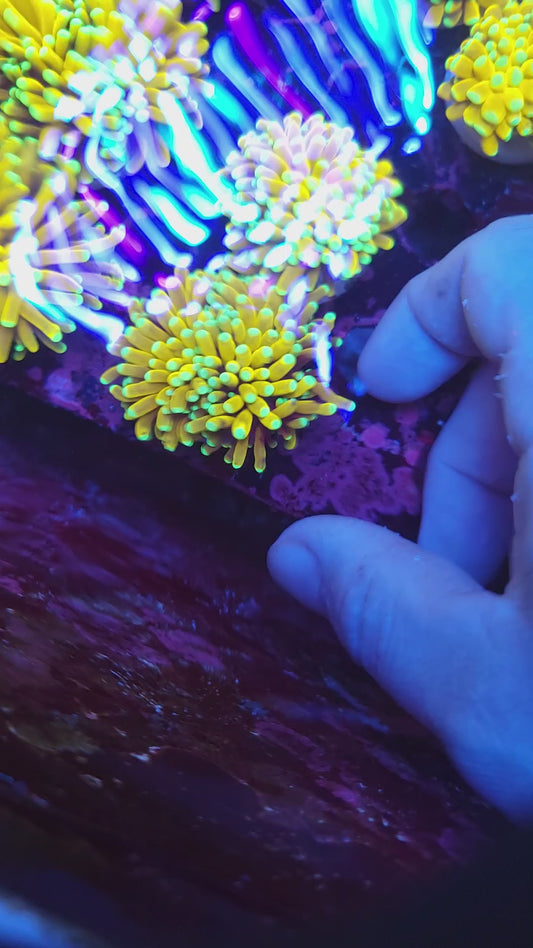 Golden Banana Torch Splitting (Video in pics)