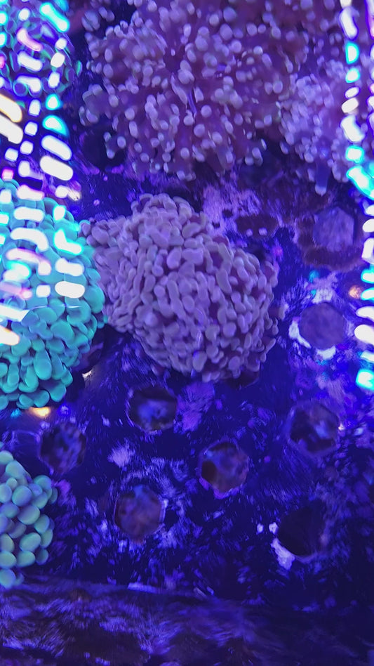 Aquacultured Pink and Purple Hammer Mini Colony (Video in pics)
