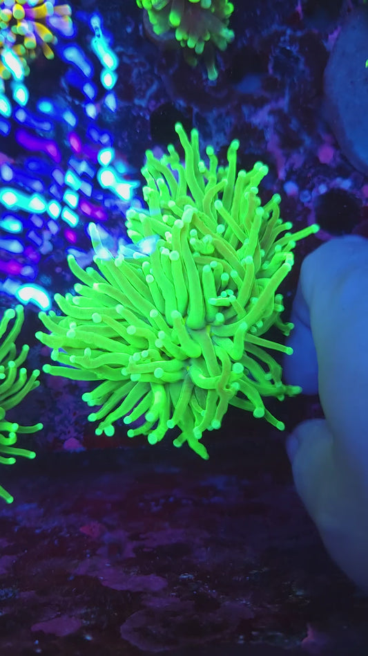 Super Bright Toxic Green Torch Splitting (Video in pics)