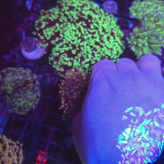 Crazy Frogspawn (Video in pics)
