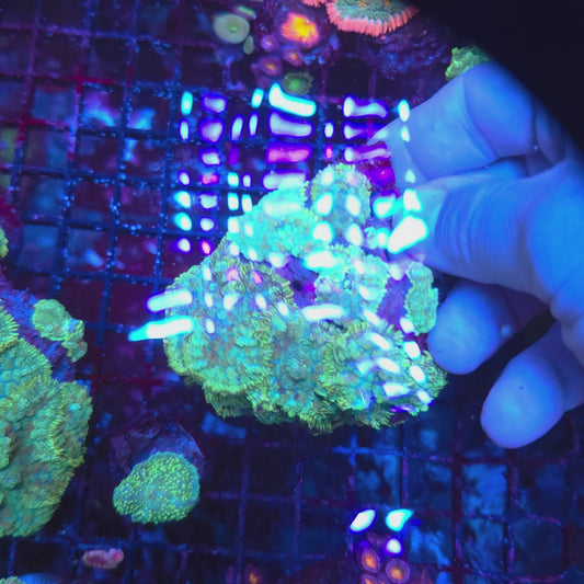 Bullseye Mushroom Colony Rock (Video in pics)