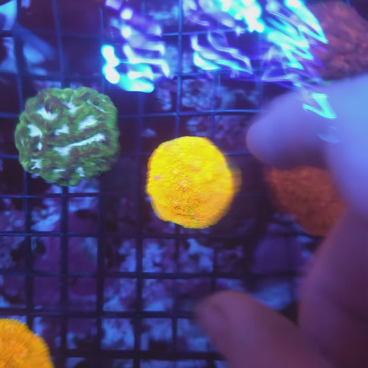OG Mummy Eye Chalice Bright Frag (Video in pics)
