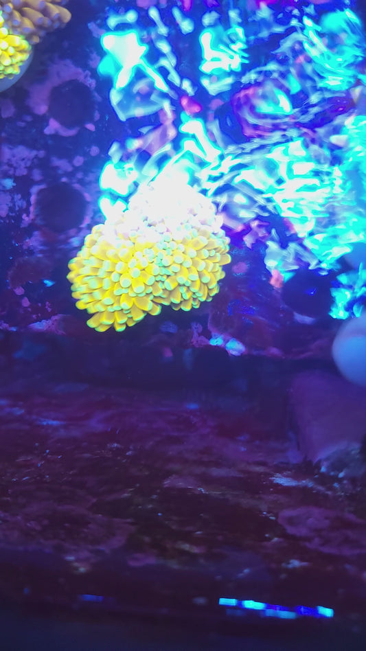 Golden Banana Torch Double (Video in pics)