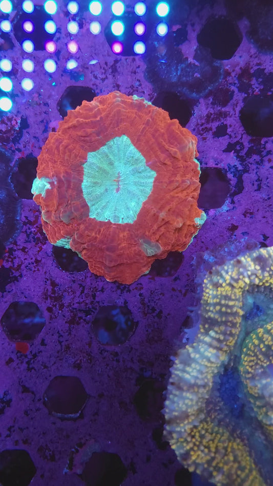 Red and Teal Acantho (Video in pics)