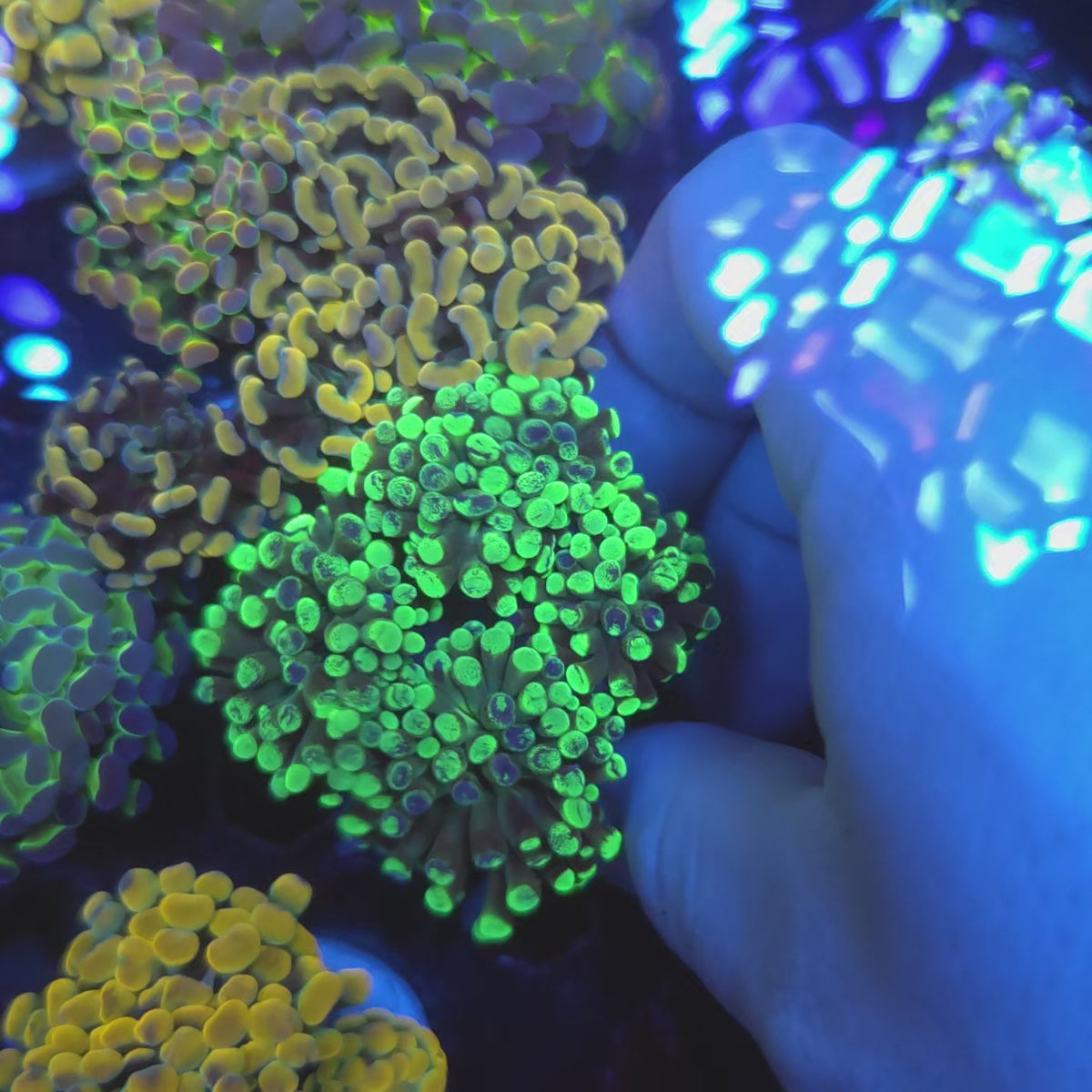 Toxic Splatter Hammer Colony (Video in pics)