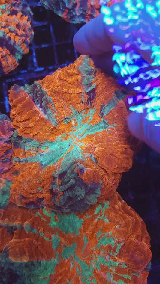 Ultra Multicolor Acantho (Video in pics)