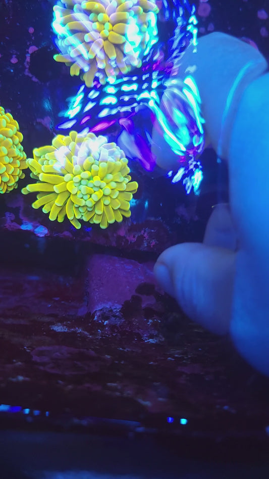 Banana Grail Torch (Video in pics)