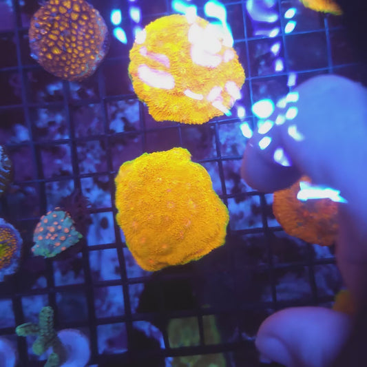 OG Mummy Eye Chalice Bright XL Frag (Video in pics)