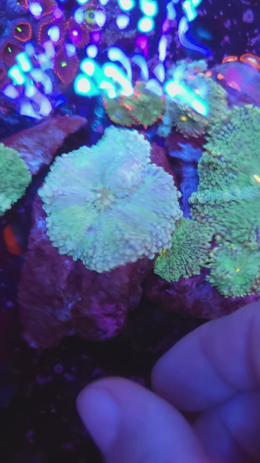 Crazy Cotton Candy Yuma (Video in pics)