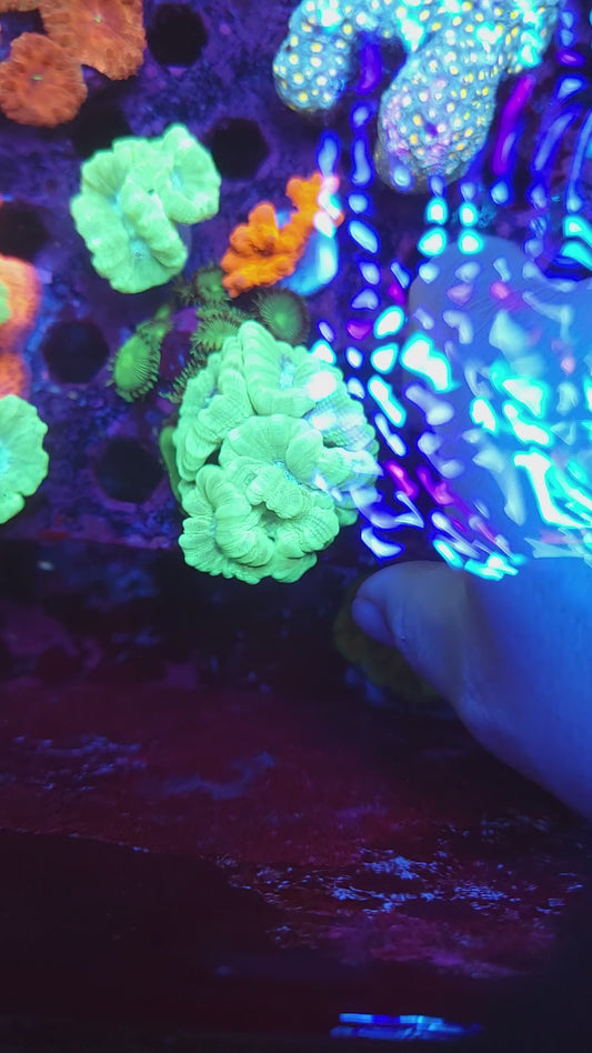 Neon Green Candy Cane Mini Colony Aquacultured (Video in pics)