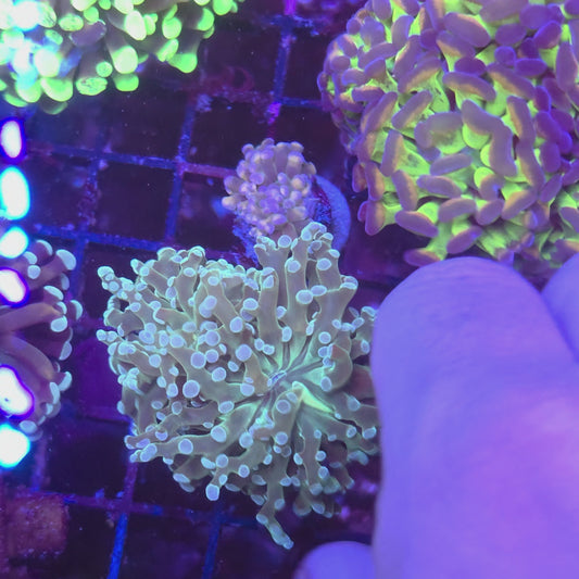 Aquamarine Frogspawn (Video in pics)