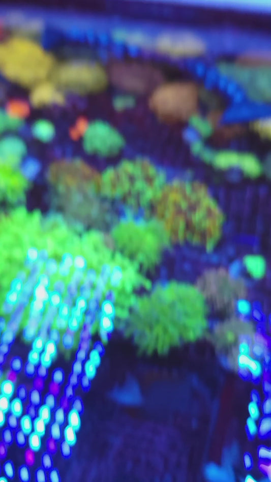 Neon Green with Purple Tip Frogspawn