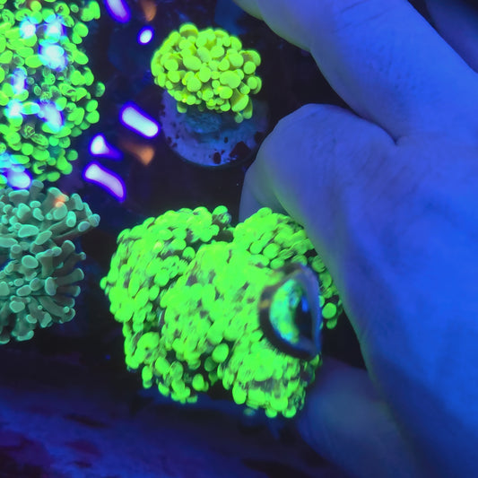 Bright Toxic Splatter Hammer Aquacultured Colony (Video in pics)