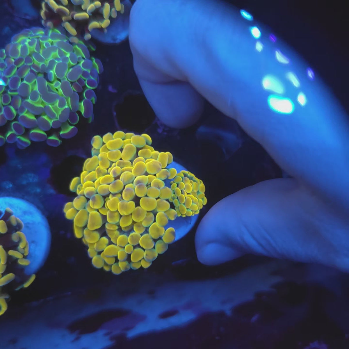 Bright Gold Rainbow Hammer Cluster (Video in pics)