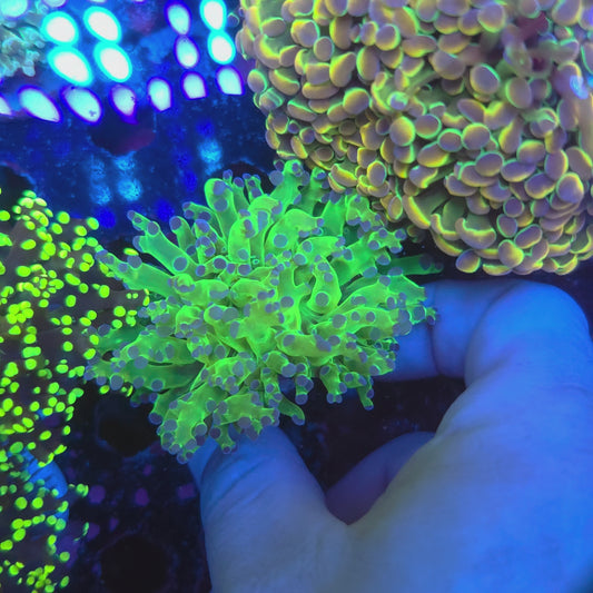 Neon Green Purple Tip Frogspawn (Video in pics)