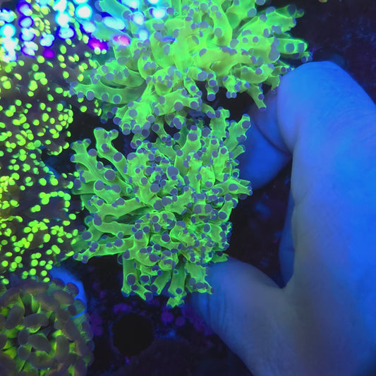 Neon Green Purple Tip Frogspawn (Video in pics)