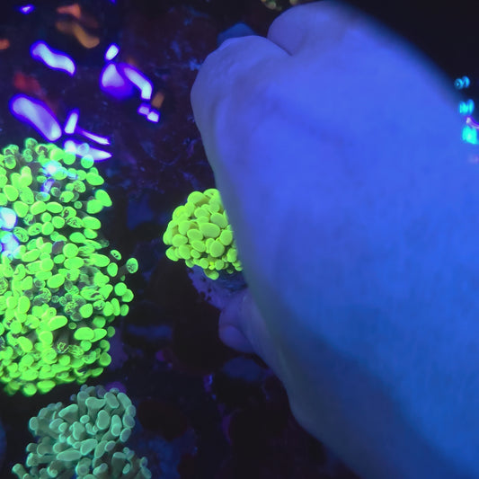 Neon Green Hammer (Video in pics)