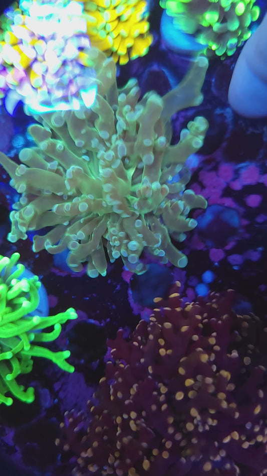 Teal Frogspawn (Video in pics)