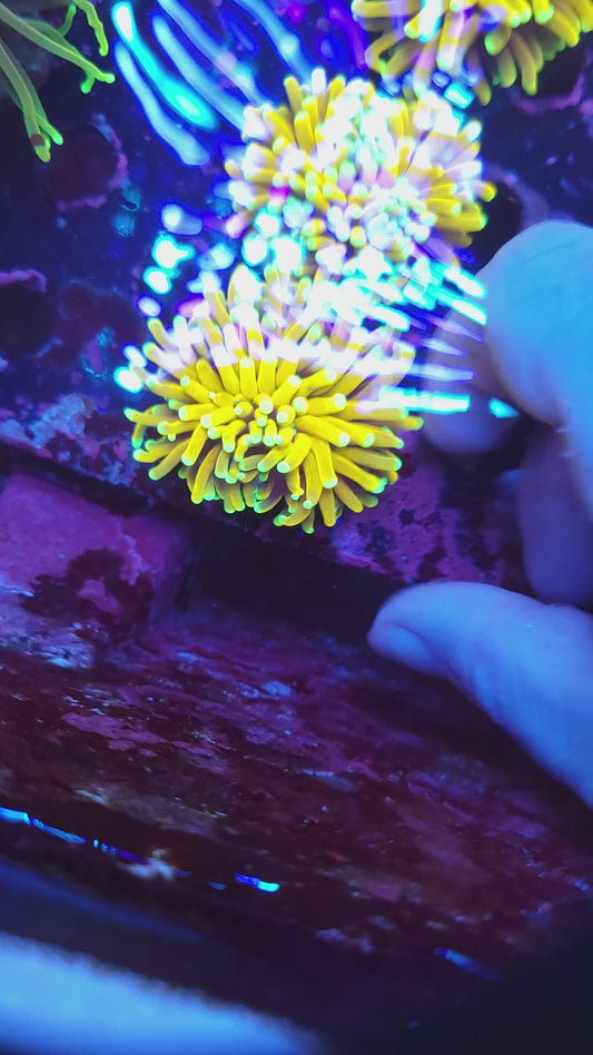Golden Banana Torch (Video in pics)