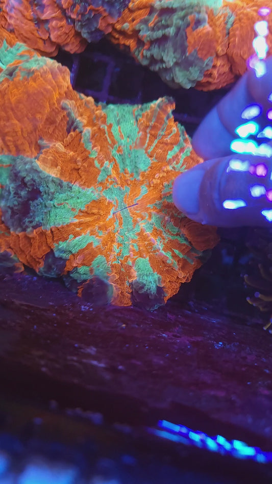 Ultra Rainbow Acantho (Video in pics) SALE