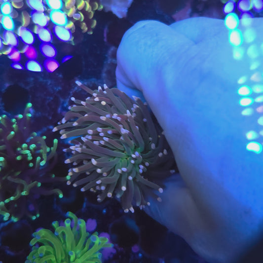 Skittles Torch (Video in pics)